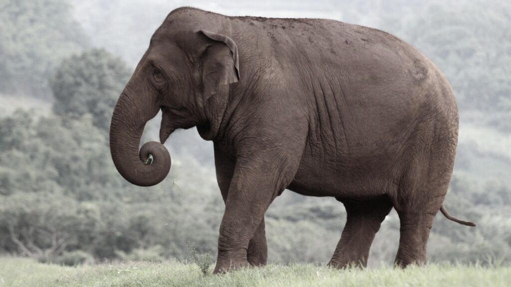 ช้างป่า