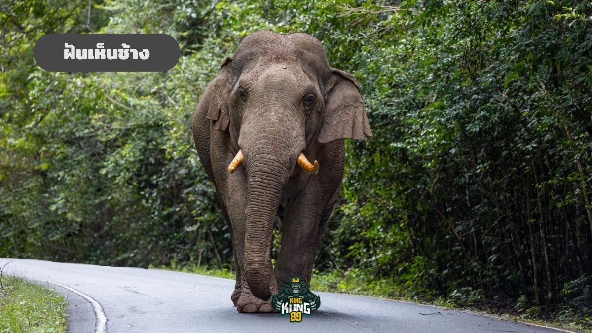ฝันเห็นช้าง