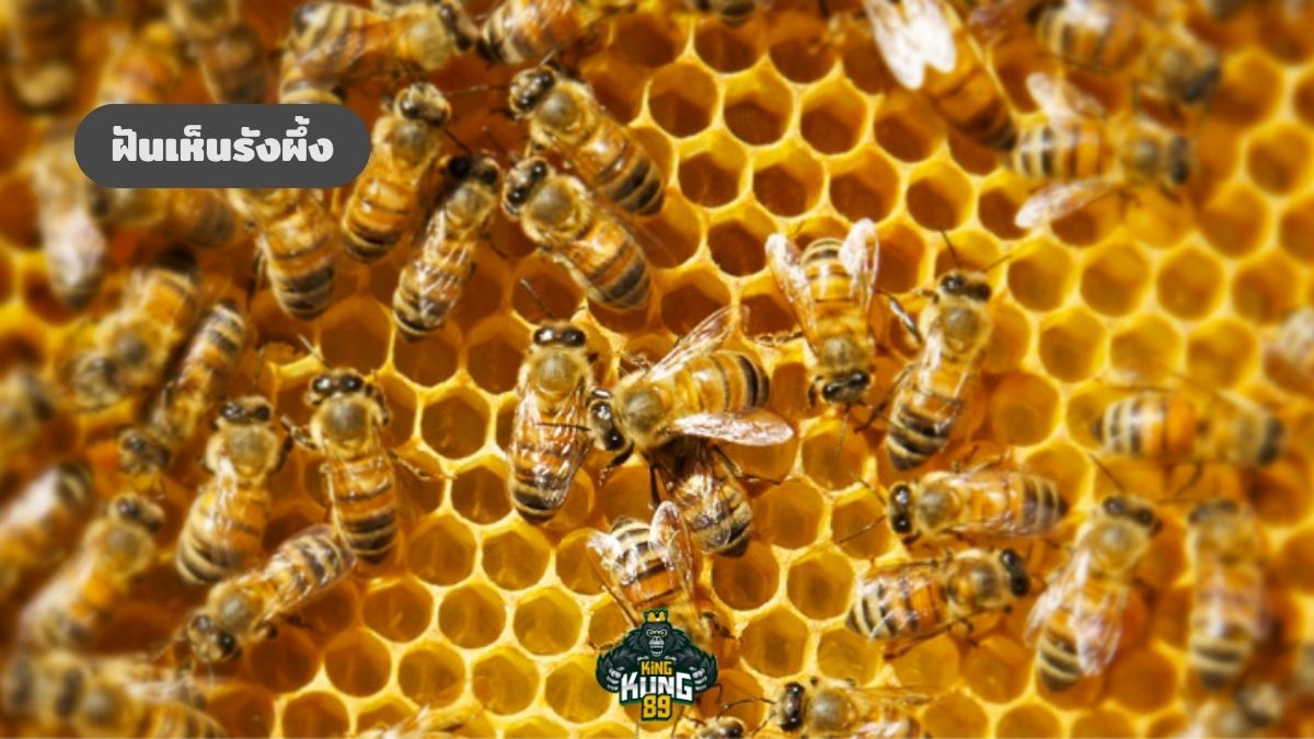 ฝันเห็นรังผึ้ง